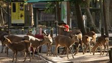 Varios ciervos rodean a un vendedor de alimentos para los animales en Nara, Japón.