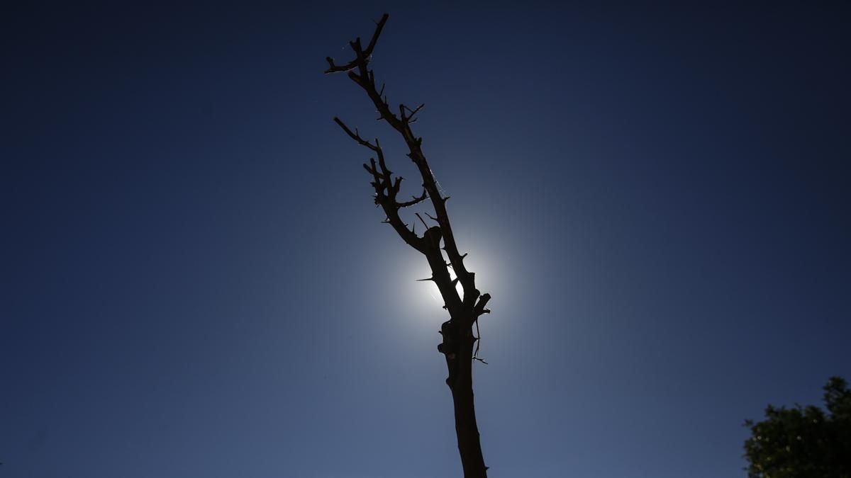 El PSOE denuncia que "el gobierno municipal incumple su propio plan del arbolado al plantar fuera de época"