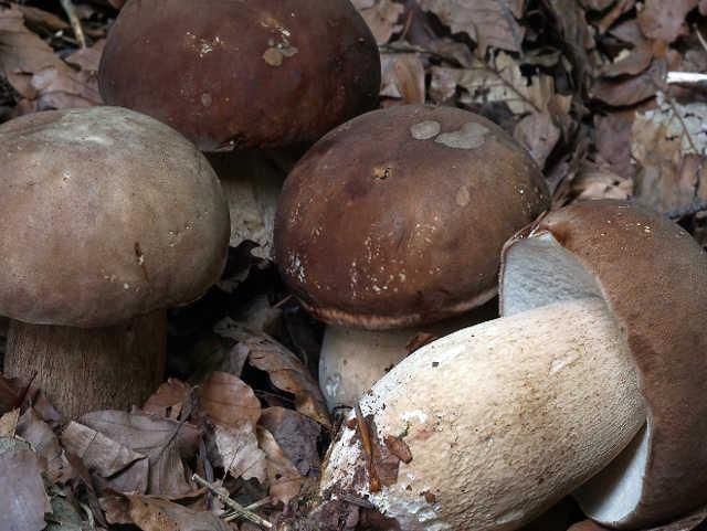 Setas propia de la región aragonesa.