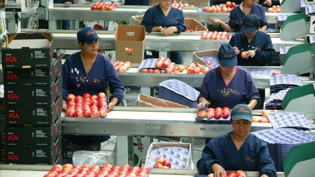 Operarias en una cadena agrícola / Foto: Efe.