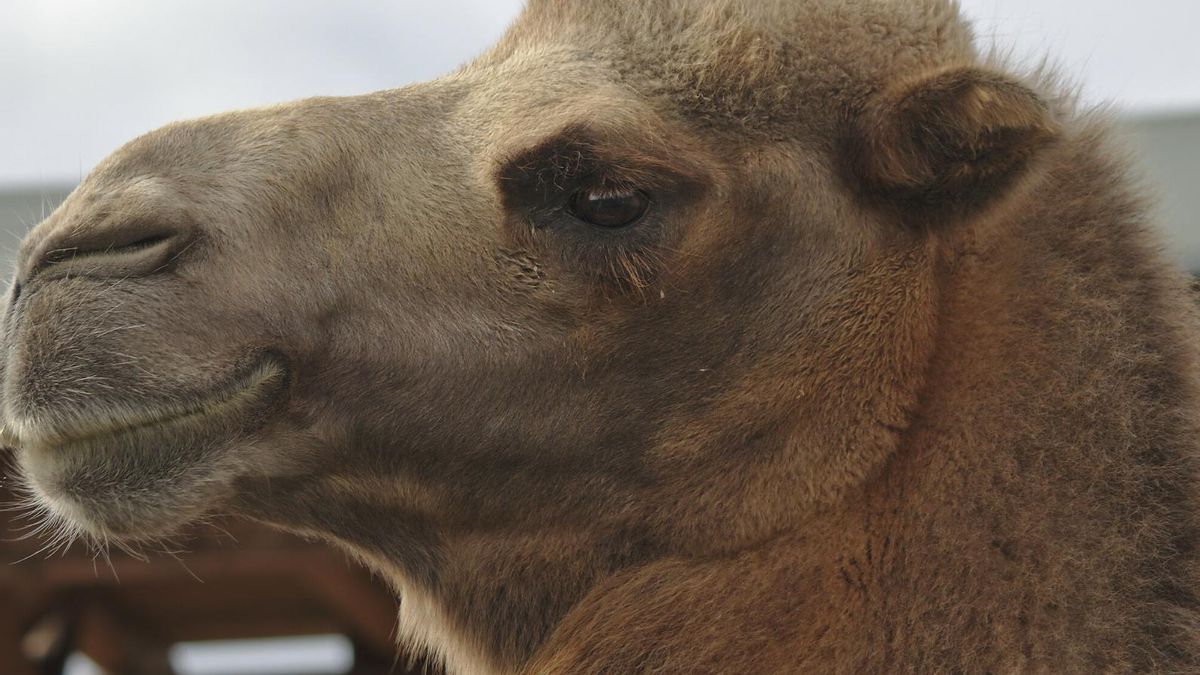 Investigadores de varios países estudian cómo tolera la radiación y la falta de agua, esperando que su biología revele claves para entender mejor la adaptación y proteger su linaje