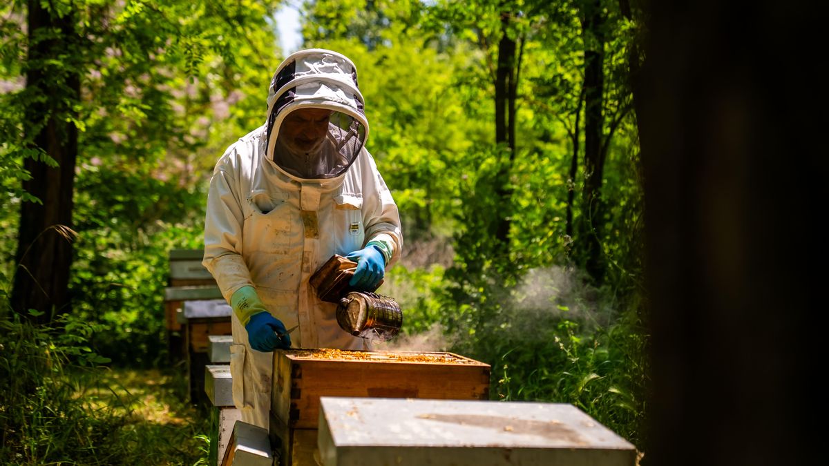 Extracció dels quadres de mel a l'Escola Agrària i Forestal de Santa Coloma de Farners