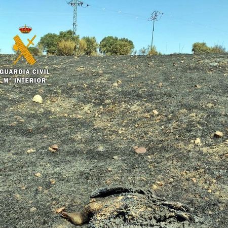El animal y la zona del tendido