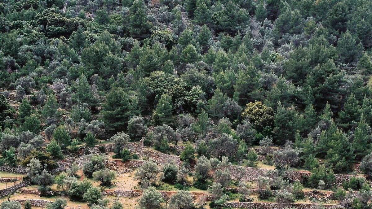 Olivar de Son Rullan que sirvió de inspiración al artista.