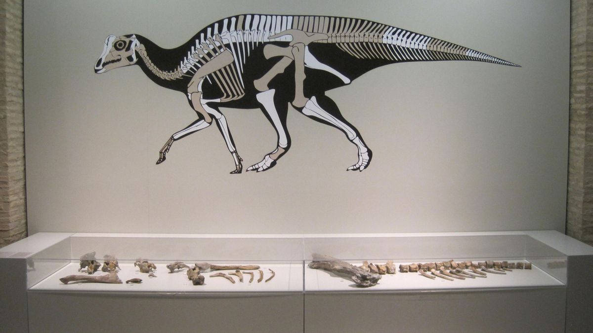 Colección permanente del Museo de Ciencias Naturales de Zaragoza.