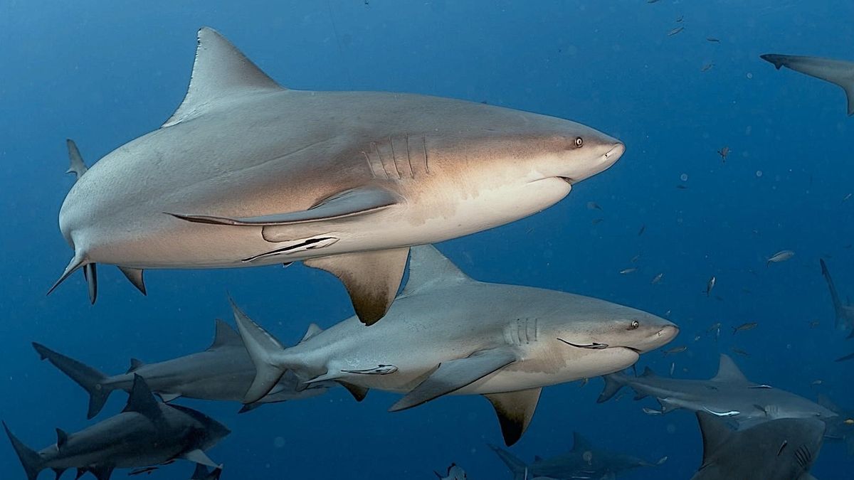 Ni solitarios ni antisociales: un estudio demuestra que los tiburones toro se relacionan con sus familiares
