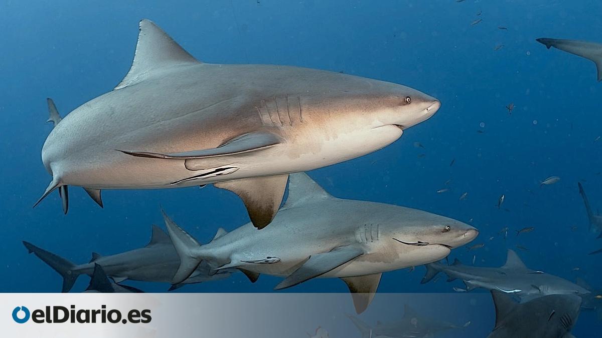 Ni solitarios ni antisociales: un estudio demuestra que los tiburones toro se relacionan con sus familiares