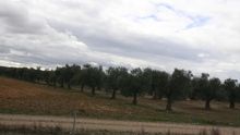 La Junta destina 406.770 euros al desarrollo de proyectos innovadores en el olivar con los Grupos Operativos