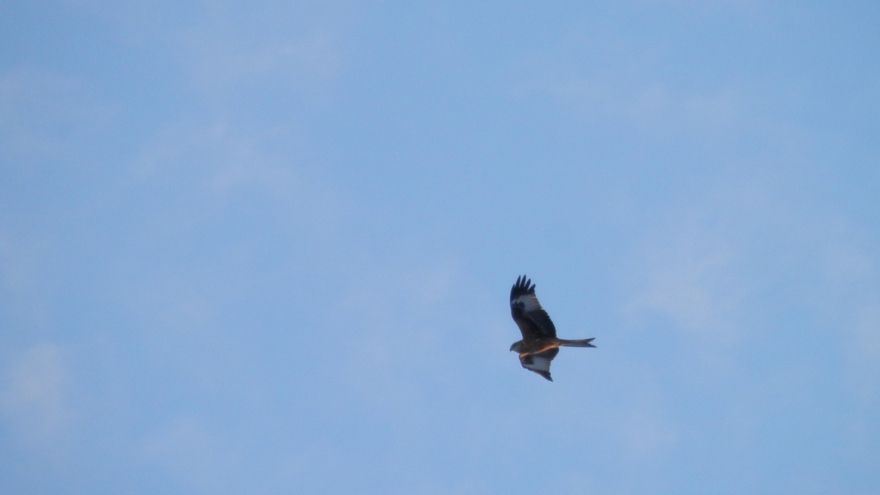 Milano real en Méntrida (Toledo)