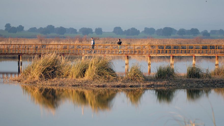El director del Parque Nacional de Las Tablas de Daimiel, Carlos Ruiz de la Hermosa, ha dado como extinguida el hábitat de la masiega (Cladium mariscus) en el parque nacional, la especie  vegetal mas representativa de las tablas fluviales que se desarrolla en suelos turbosos, capaz de soportar la desecación temporal que sufre el humedal en los meses de verano, pero no así los periodos largos de sequía. En la imagen alguna de las plantas de masiega que quedaban el pasado mes de enero en el parque nacional. EFE/Beldad
