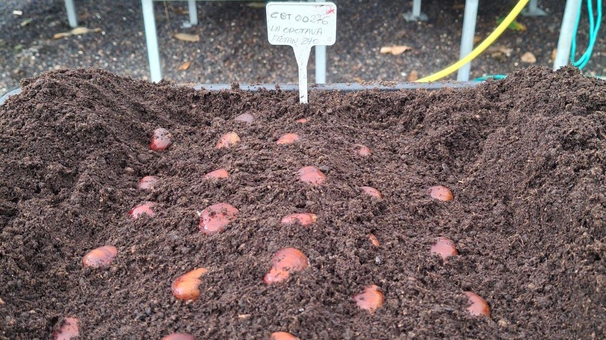 El Cabildo de Tenerife repone alrededor de 3.770 castaños en zonas afectadas por el incendio de 2023