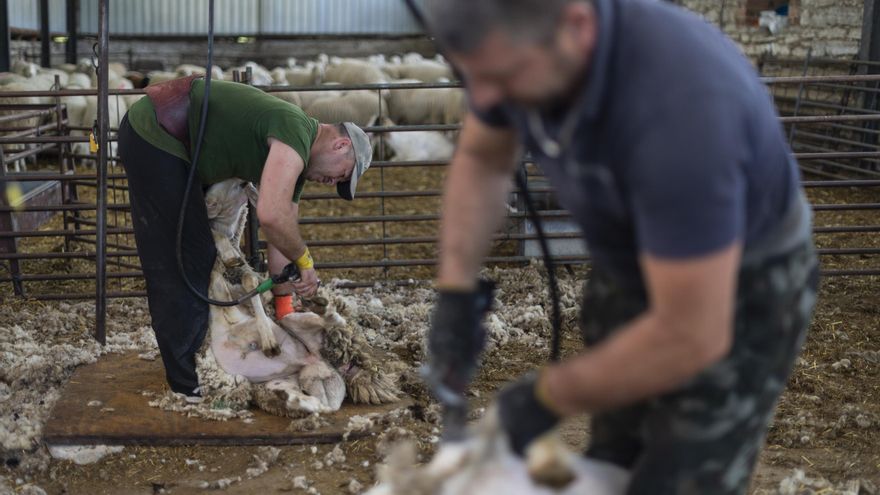 Castilla-La Mancha autorizará compostar la lana para abono orgánico y solucionar así el problema de los ganaderos