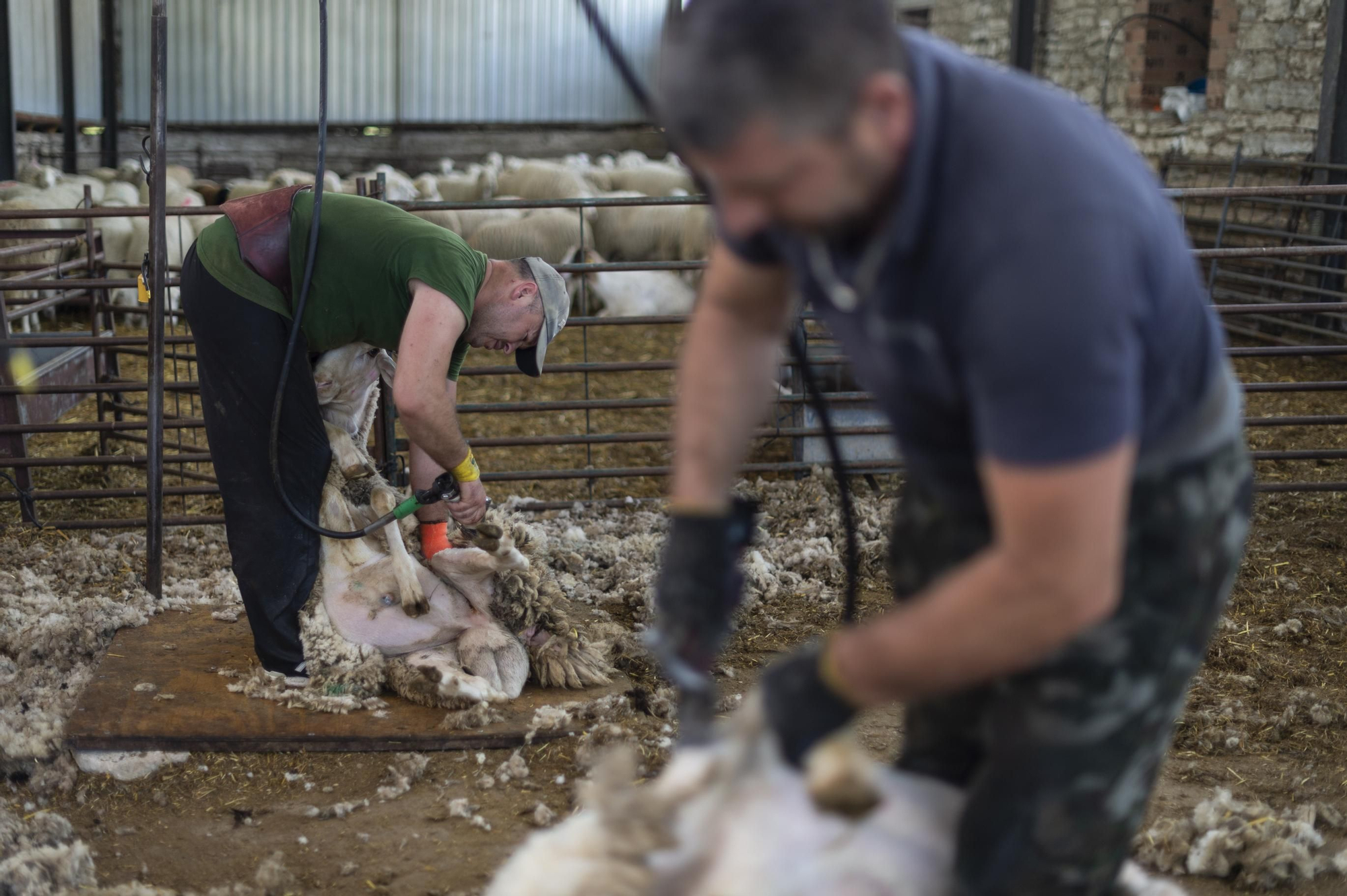 Taras, en segundo plano, es una de los mas experimentados este es su vigesimo año esquilando ovejas.