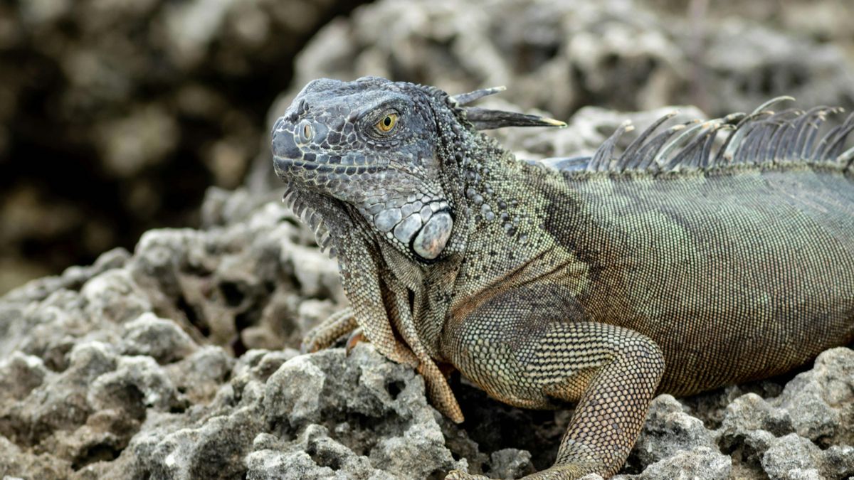Este es el motivo por el que las iguanas están cayendo del cielo en Florida