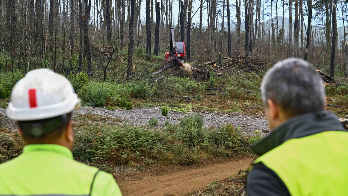Especies de monteverde suplirán al pino radiata en zonas quemadas por el incendio de 2023 en Tenerife
