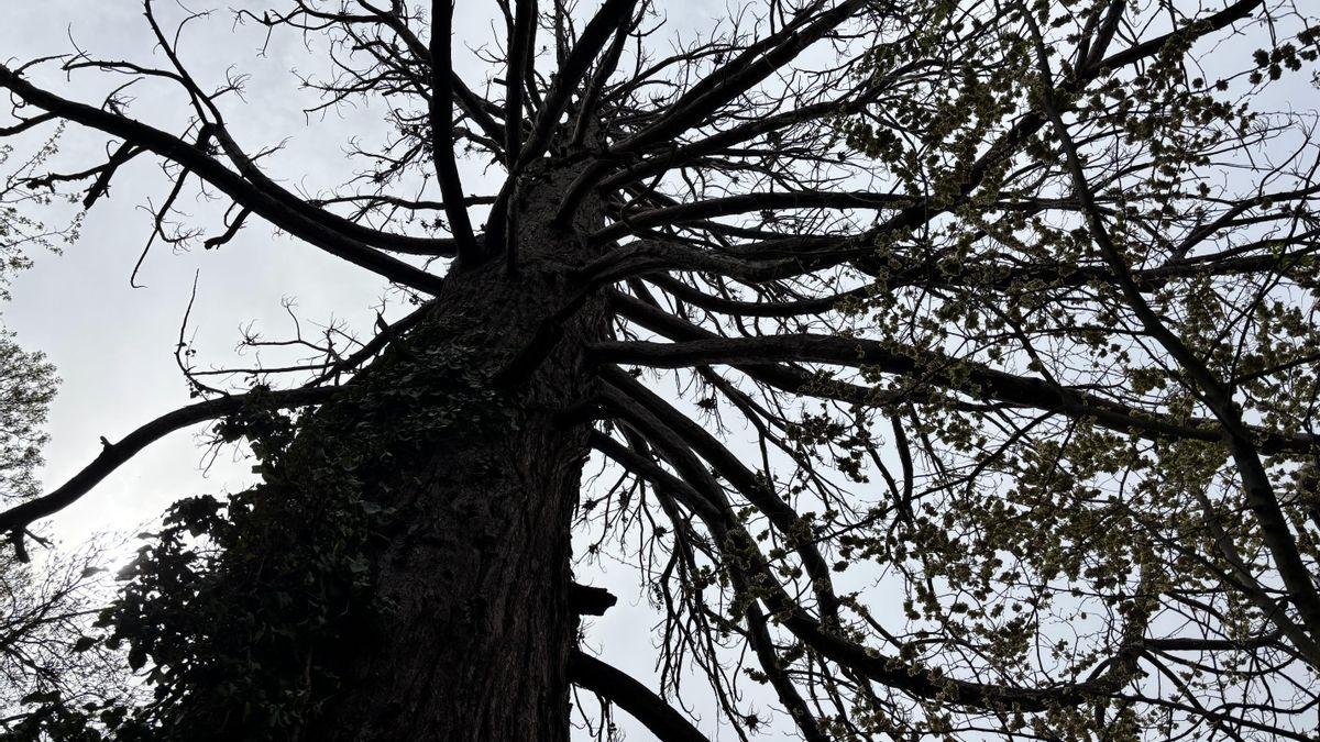 Muere un árbol centenario en Valladolid: el riesgo de caída obligará a talar la secuoya de La Overuela
