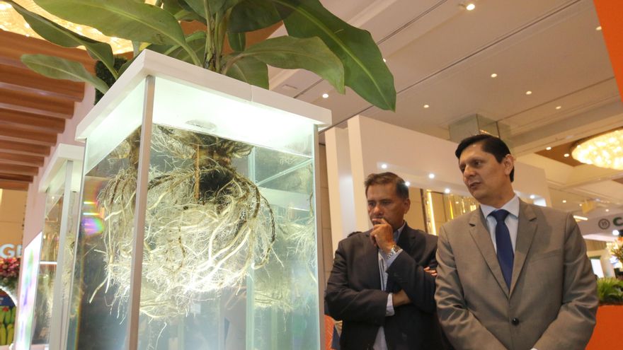 Ecuador apunta a ser líder global en medir huella hídrica del banano, de la mano de la FAO