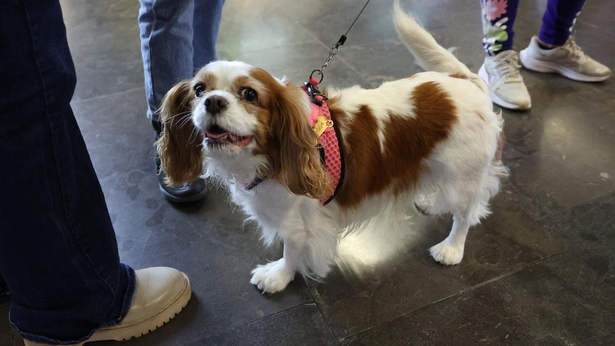 Perro, mascota, Cavalier King Charles Spaniel.