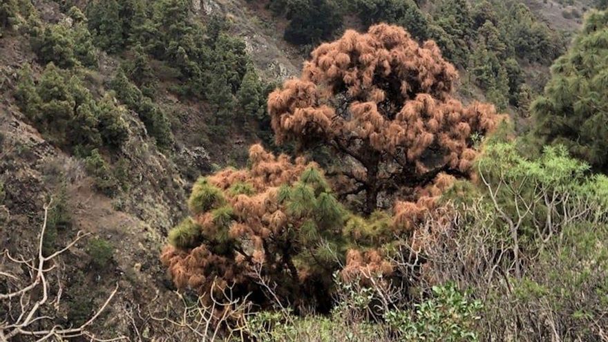 La sequía mata a casi 800 pinos adultos en La Caldera