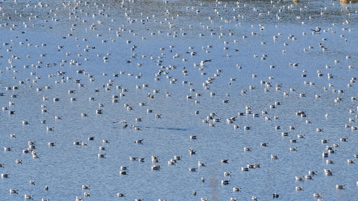 Gaviotas sombrías en las lagunas de Ambroz, un humedad a menos de 10 kilómetros de la Puerta del Sol, en Madrid.