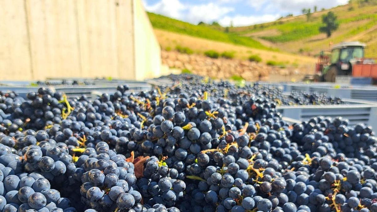 La vendimia en los vinos de la DO Bierzo cierra la campaña con un 3% menos de uva cosechada