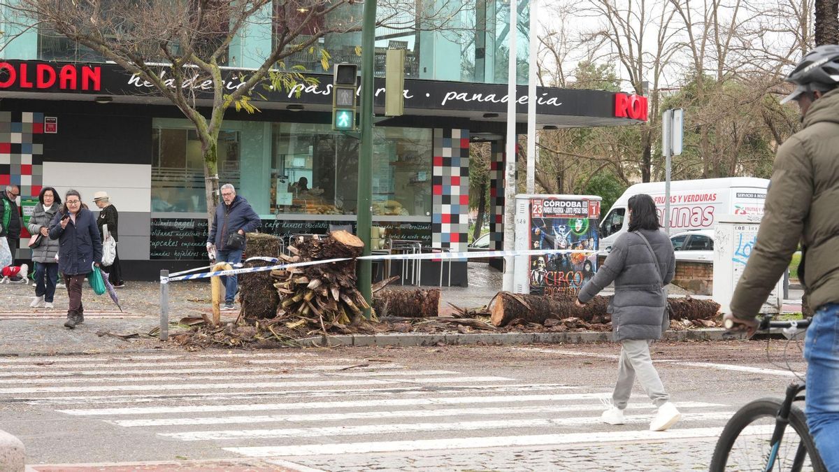 Palmeras cortadas en la avenida Granada