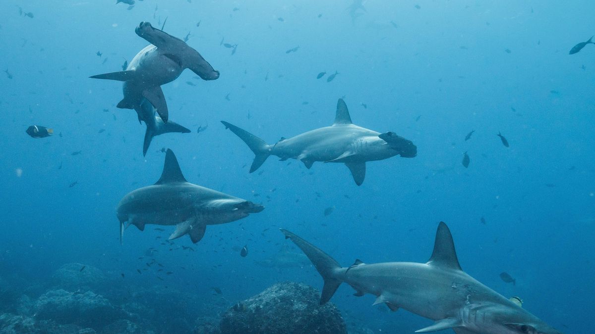 Los tiburones martillo todavía tienen más ventaja