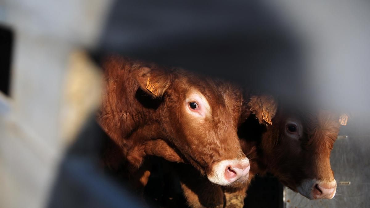 Archivo - Dos vacas en la explotación ganadera