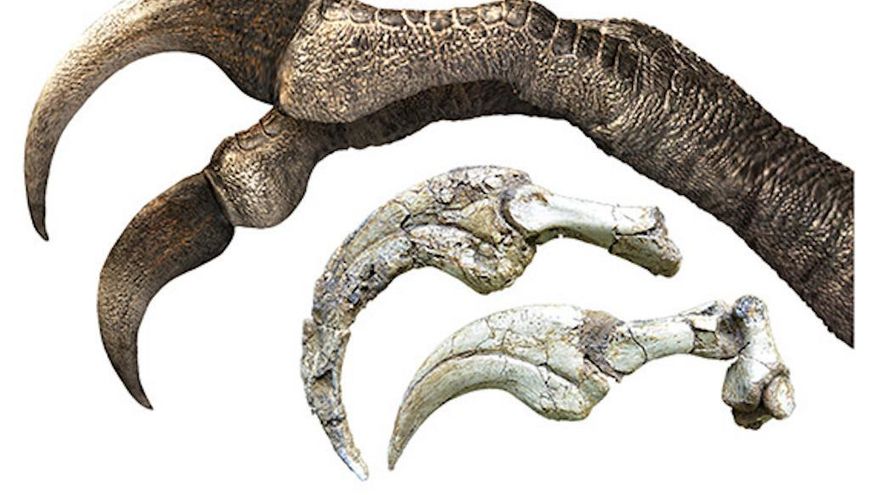 Descubren la garra más grande de dinosaurio en Mongolia y sorprende a los científicos