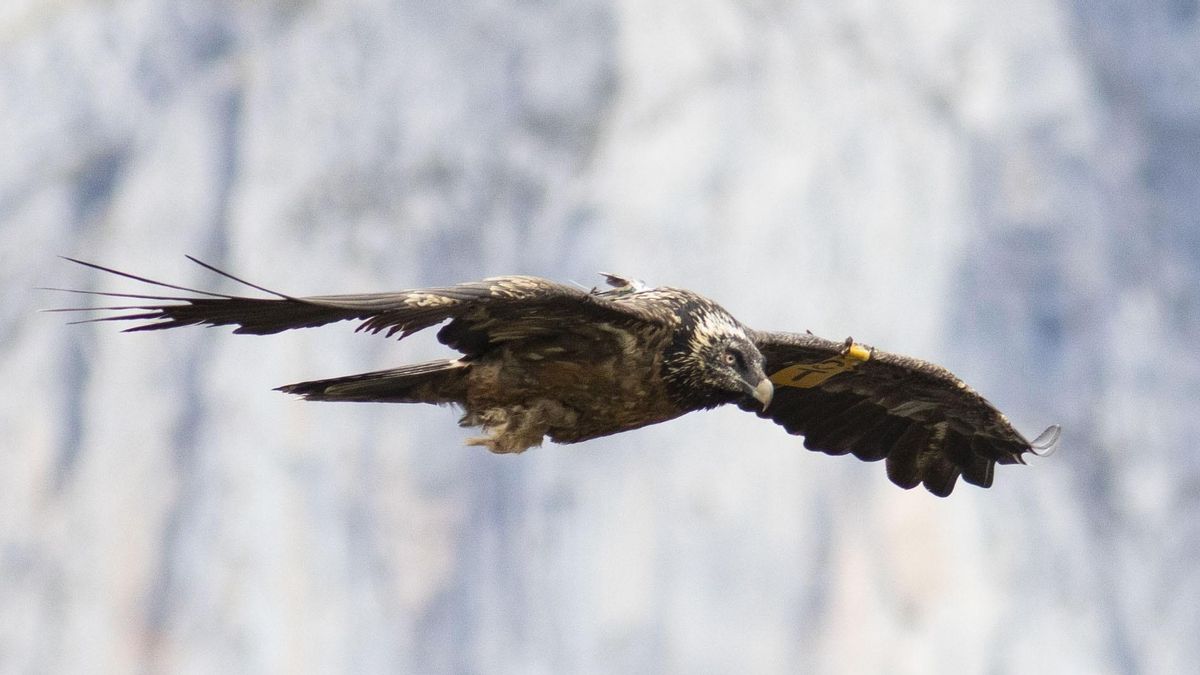 Ejemplar de quebrantahuesos.