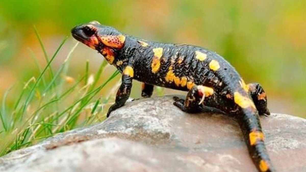 El fotógrafo Gerardo González muestra la riqueza de la biodiversidad en una exposición en Bembibre