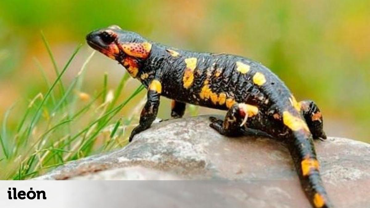 Rqueza El fotógrafo Gerardo González muestra la riqueza de la biodiversidad en ...