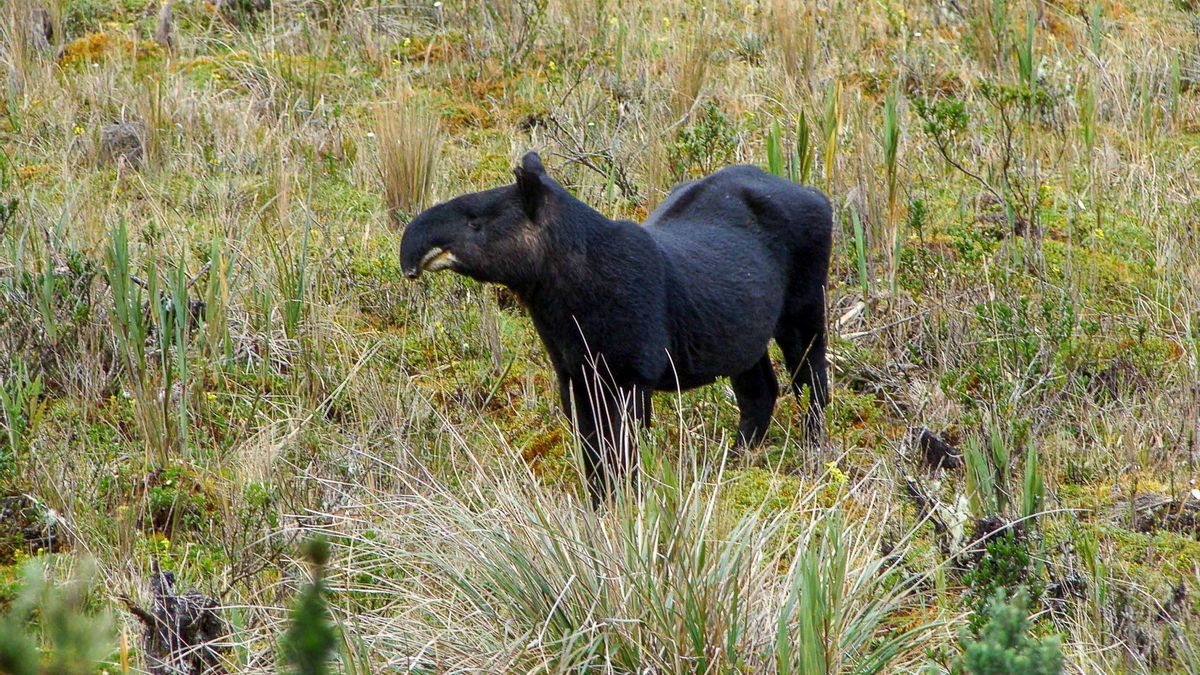 Un tapir andino o de montaña captado en las estribaciones orientales de los Andes. Foto: Cortesía Fundación Óscar Efrén Reyes