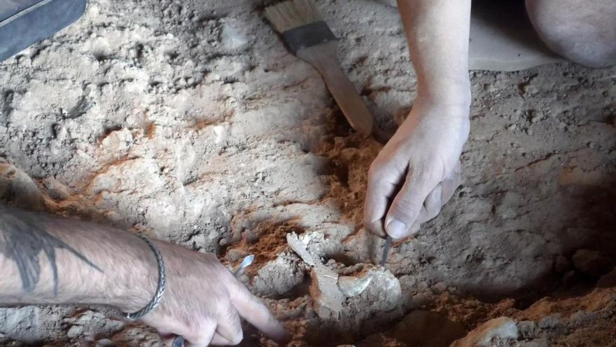 Hallan el maxilar de un oso extinguido hace 900.000 años en la Cueva Negra de Murcia