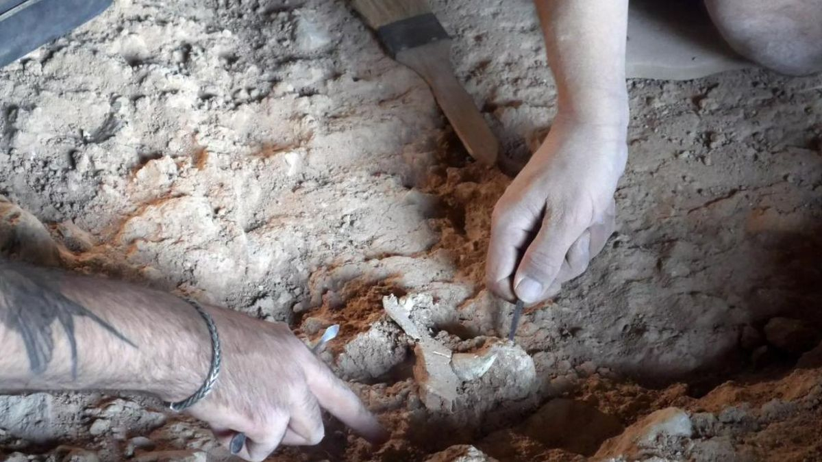 Hallan el maxilar de un oso extinguido hace 900.000 años en la Cueva Negra de Murcia
