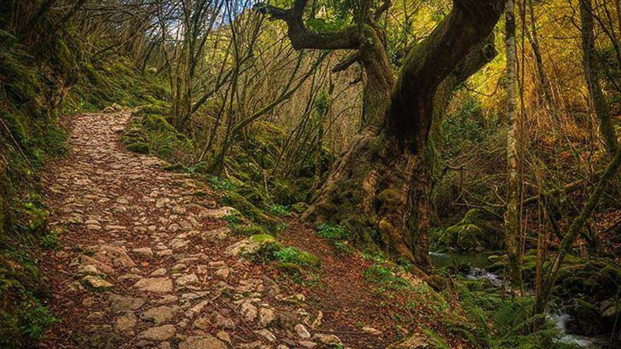 Figuras escondidas entre raíces, troncos y piedras forman parte de esta mágica ruta que acaba en el hórreo más grande de Asturias