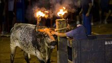 Toro con la cornamenta en llamas en un festejo taurino popular.