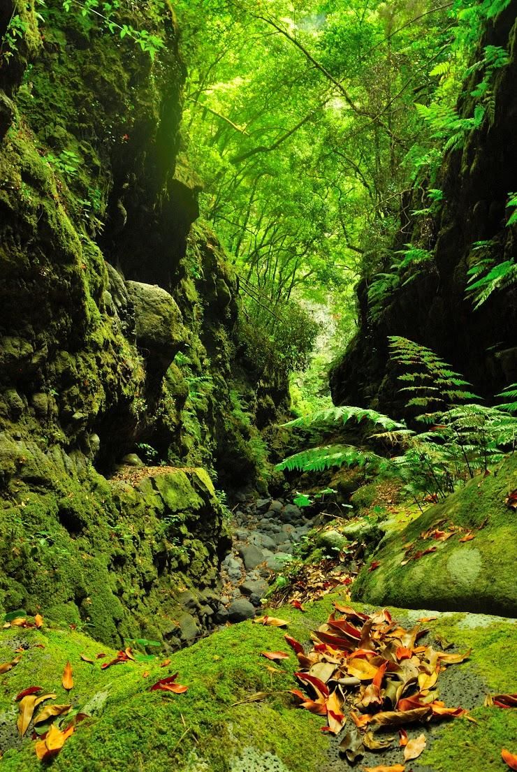 Bosque de Los Tilos.