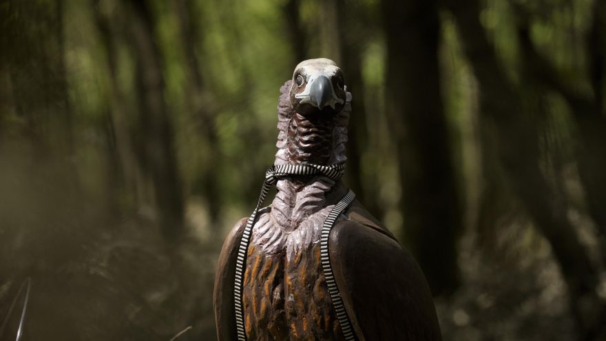 Nidos artificiales y figuras de reclamo para recuperar al buitre negro en Cataluña