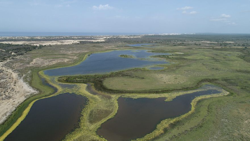 Las altas temperaturas provocan que se pierda en un abrir y cerrar de ojos el agua que las lluvias dejaron en Doñana