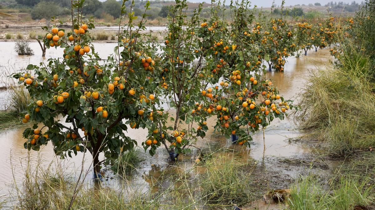 Vista general de un campo de naranjos anegado debido a las lluvias torrenciales que afectan a la Comunitat Valenciana, y especialmente a la provincia de Valencia, en la que se ha establecido el aviso rojo.
