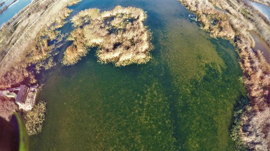 Grandes praderas de vegetación sumergida muestran la recuperación ambiental de l'Albufera en el Tancat de la Pipa