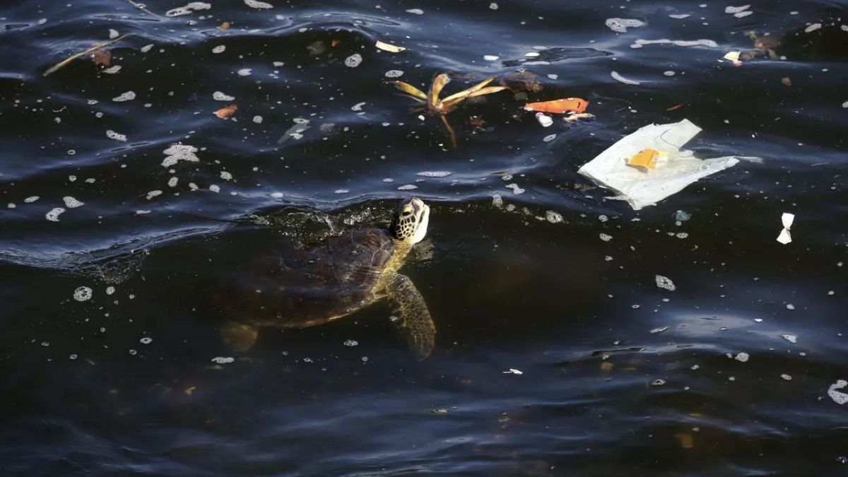 Imagen de archivo de una tortuga nadando entre plásticos