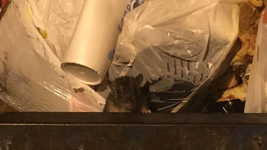 Las poblaciones de ratas aumentan en las ciudades por temperaturas cada vez más cálidas