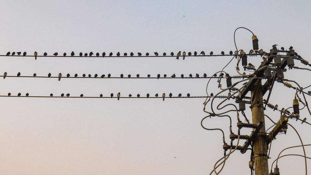 Las características físicas de las especies determinan la probabilidad de tocar varios elementos eléctricos