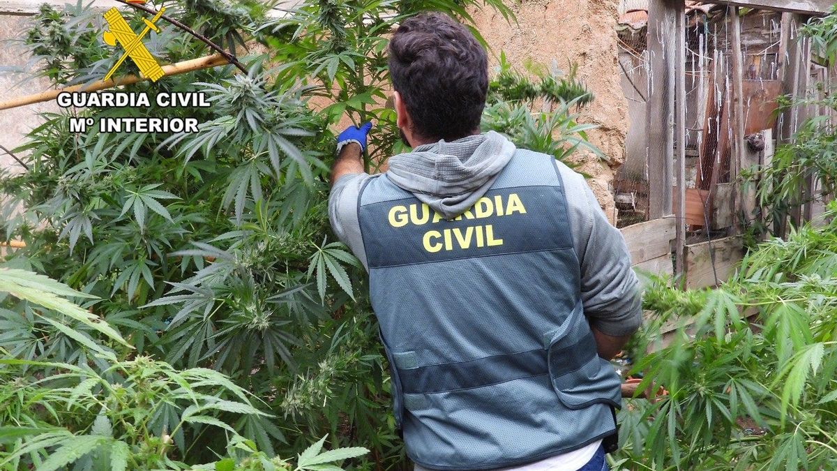 Desmantelan un grupo criminal dedicado al cultivo y la venta de marihuana en La Bañeza y Jamuz
