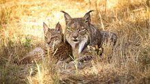 Muere atropellado un lince ibérico en la N-420 en Cardeña