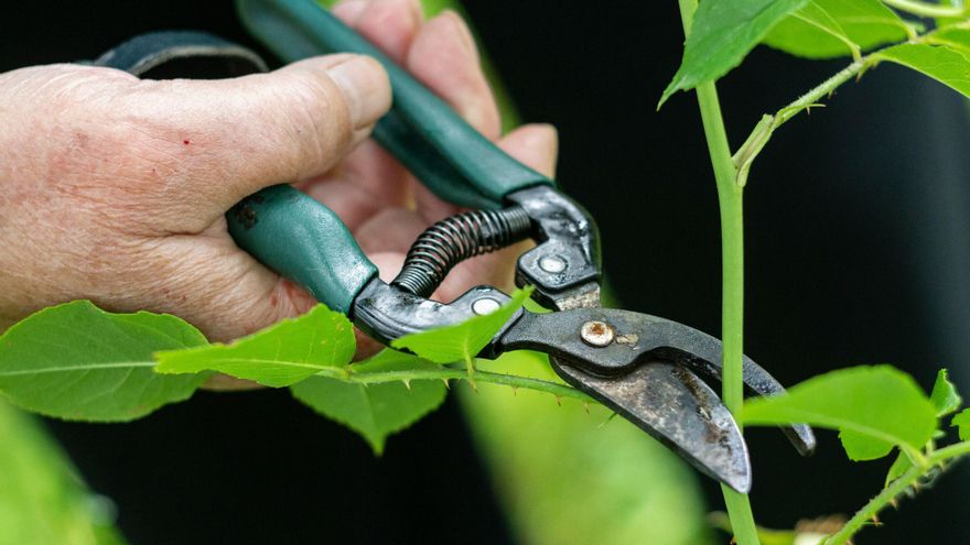 ¿Por qué los tallos que nacen tras las podas crecen con tanta fuerza hacia arriba?