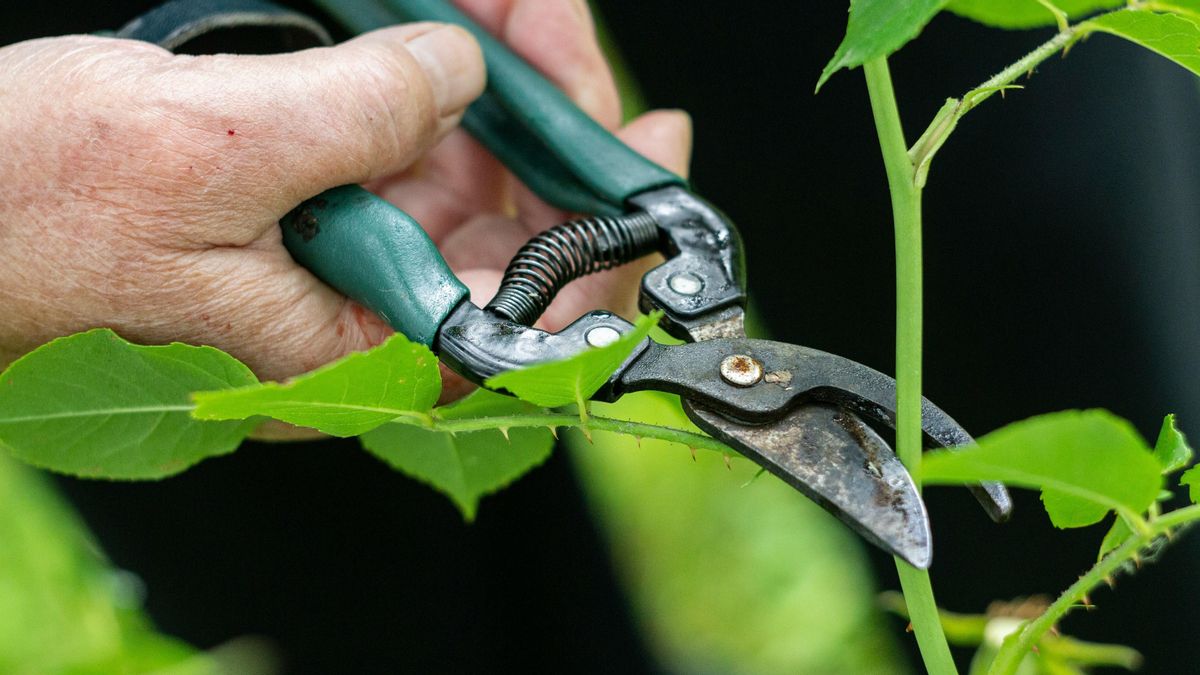 ¿Por qué los tallos que nacen tras las podas crecen con tanta fuerza hacia arriba?