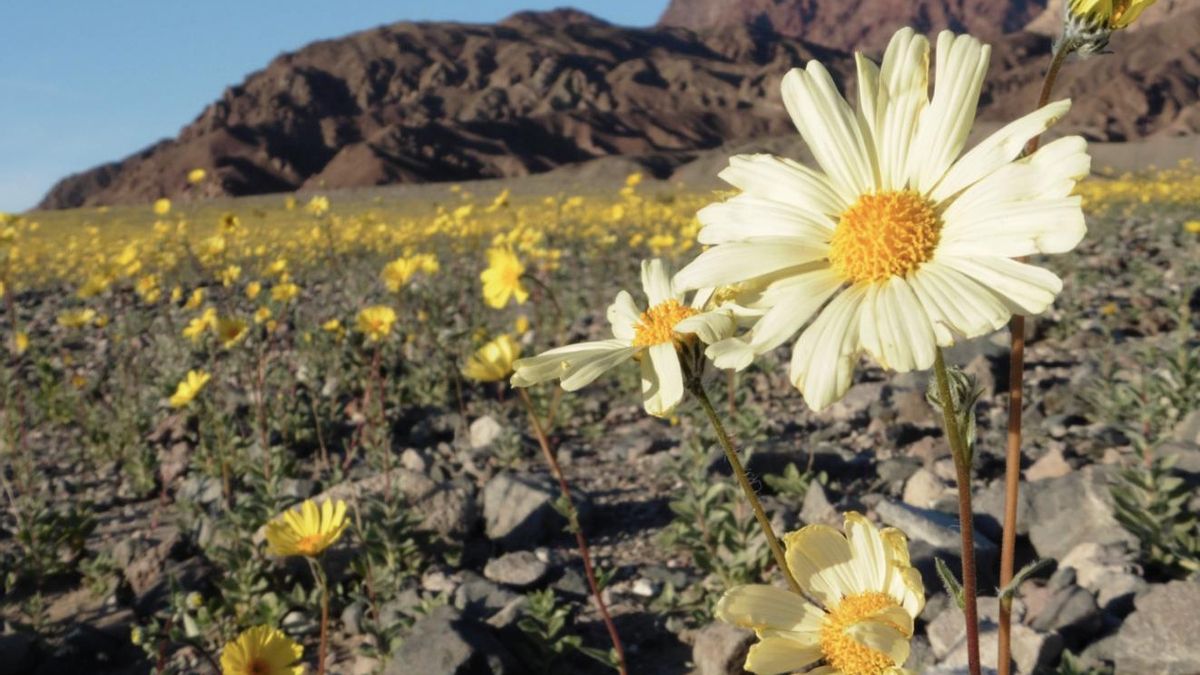 Una explosión de color cubre el Valle de la Muerte en 2026 con una floración que no se veía desde 2016